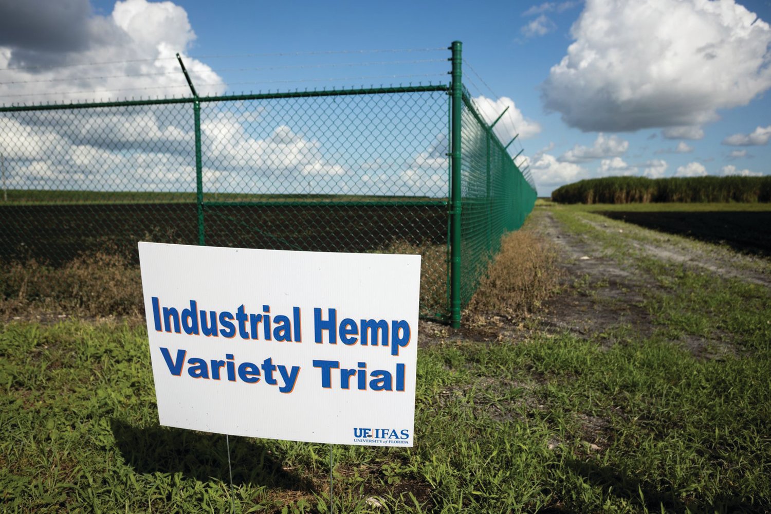 A hemp research trial at the UF/IFAS Everglades Research and Education Center in Belle Glade.